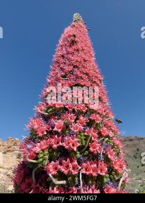 Honey bee (Apis mellifera) nectaring from Mount Teide bugloss / Tower of jewels (Echium wildpretii) flowers, Teide National Park, Tenerife, Canary Isl Stock Photo