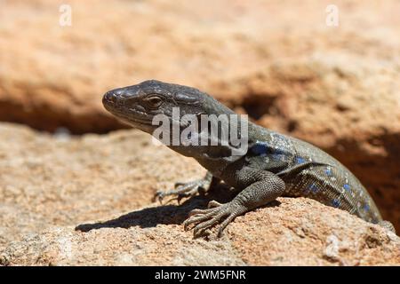 Tenerife lizard / Western Canaries lizard (Gallotia galloti) male sun basking on volcanic rocks, Teide National Park, Tenerife, May. Stock Photo