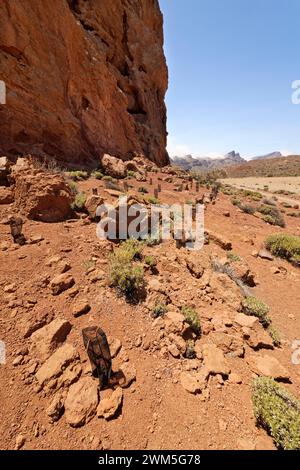 Endemic plants, recently planted and protected with protective netting by park staff within the Las Canadas caldera, Teide National Park, Tenerife. Stock Photo