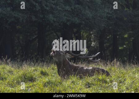 Deer's slab: a behavior of this lying red deer male during the rutting season, Dyrehaven natural park, Denmark Stock Photo