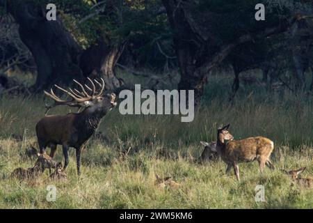 Deer's slab : red deer male and lying females in the meadow under the trees, Dyrehaven natural park, Denmark Stock Photo