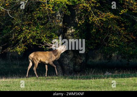 Deer's slab : red deer male under a tree during the rutting season, Dyrehaven natural park, Denmark Stock Photo