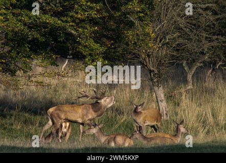 Red deer herd during the rutting season in the Natural Park Dyrehaven in Denmark Stock Photo