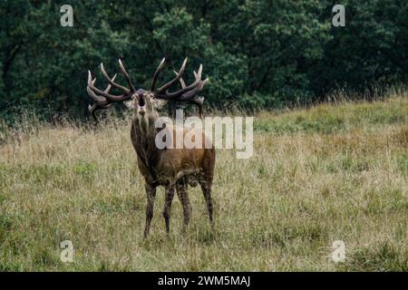 Deer's slab, the behavior of the red deer male in the rutting season, Dyrehaven natural park in Denmark Stock Photo