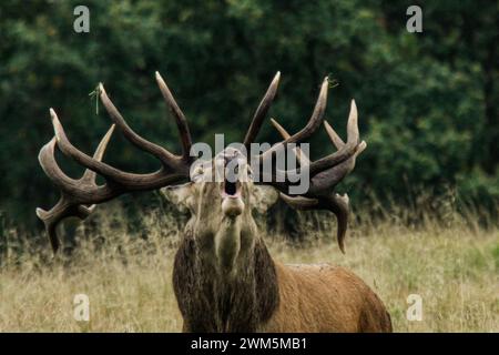 Deer's slab : portrait of a big red deer male in the Dyrahaven natural park, Denmark Stock Photo