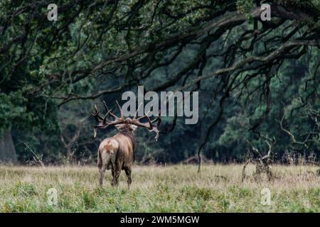 Deer slab, a behavior of the rutting season for this big red deer male under the branches of a tree, Dyrehaven natural park, Denmark Stock Photo