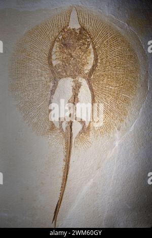 Heliobatis radians fossil stingray Stock Photo - Alamy