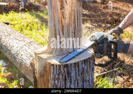 With aid of chainsaw, professional lumberjack cuts down tree in forest during fall cleaning season Stock Photo