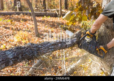 Trees are cut down by professional lumberjack using chainsaw during autumn cleaning in forest Stock Photo