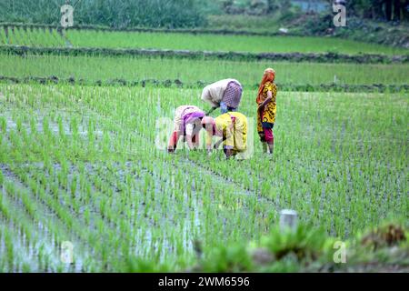 Dhaka, Wari, Bangladesh. 22nd Feb, 2024. Women farmer works in a paddy field in Bogurar District on the outskirts of Dhaka, Bangladesh, on February 24, 20224. (Credit Image: © Habibur Rahman/ZUMA Press Wire) EDITORIAL USAGE ONLY! Not for Commercial USAGE! Stock Photo