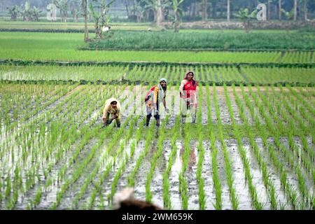 Dhaka, Wari, Bangladesh. 22nd Feb, 2024. Women farmer works in a paddy field in Bogurar District on the outskirts of Dhaka, Bangladesh, on February 24, 20224. (Credit Image: © Habibur Rahman/ZUMA Press Wire) EDITORIAL USAGE ONLY! Not for Commercial USAGE! Stock Photo