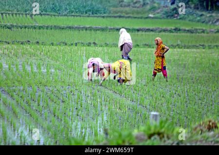 Dhaka, Wari, Bangladesh. 22nd Feb, 2024. Women farmer works in a paddy field in Bogurar District on the outskirts of Dhaka, Bangladesh, on February 24, 20224. (Credit Image: © Habibur Rahman/ZUMA Press Wire) EDITORIAL USAGE ONLY! Not for Commercial USAGE! Stock Photo