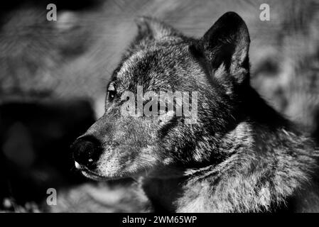 A male Iberian Wolf at Dartmoor Zoo Park, Devon, England. Stock Photo