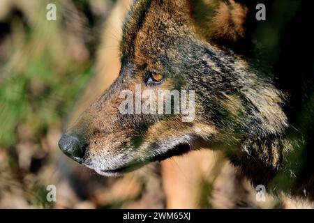 A male Iberian Wolf at Dartmoor Zoo Park, Devon, England. Stock Photo