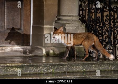 Urban fox in Bristol Stock Photo