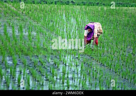 Dhaka, Bangladesh. 22nd Feb, 2024. Women farmer works in a paddy field in Bogurar District on the outskirts of Dhaka, Bangladesh, on February 24, 20224. Photo by Habibur Rahman/ABACAPRESS.COM Credit: Abaca Press/Alamy Live News Stock Photo