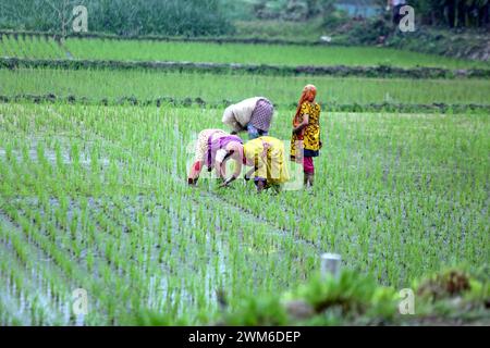 Dhaka, Bangladesh. 22nd Feb, 2024. Women farmer works in a paddy field in Bogurar District on the outskirts of Dhaka, Bangladesh, on February 24, 20224. Photo by Habibur Rahman/ABACAPRESS.COM Credit: Abaca Press/Alamy Live News Stock Photo