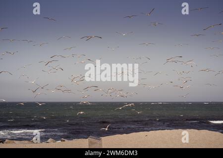 Seagulls soaring over Angeiras Beach (Matosinhos, Porto, Portugal) Stock Photo