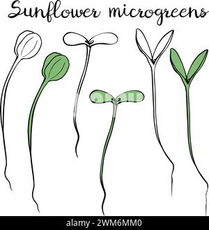 Sunflower microgreens vector hand drawn illustration. Contour and green plant. Sprouts of sunflower plant. Set for design menu, logo, packaging of Stock Vector