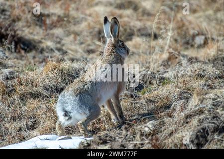 Mountain hare (Lepus timidus), also known as tundra hare, variable hare, probably hybridized with common hare, perfectly camouflaged in alpine meadow. Stock Photo