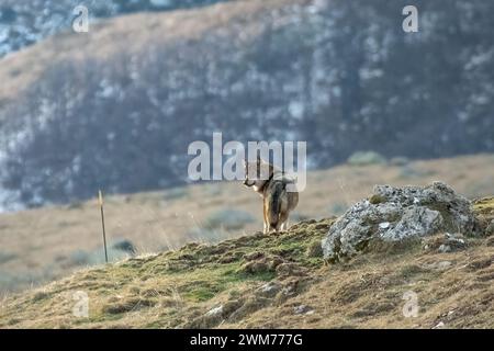 Wild Italian wolf, also called Apennine wolf (Canis lupus italicus), standing at the top of a slope looking for prey while the sun is rising. Stock Photo