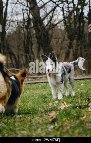 Grey merle blue-eyed border collie puppy stands with Welsh corgi Pembroke tricolor. Two dogs met on a walk in the park. Friendly pets outside Stock Photo