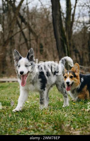 Grey merle blue-eyed border collie puppy stands with Welsh corgi Pembroke tricolor. Two dogs met on a walk in the park. Friendly pets outside Stock Photo