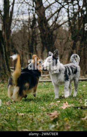 Grey merle blue-eyed border collie puppy stands with Welsh corgi Pembroke tricolor. Two dogs met on a walk in the park. Friendly pets outside Stock Photo