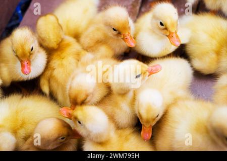 Small ducklings, geese, chickens crowd gathered in cages. Young ducks, geese and chickens at the poultry farm are sold in the store. Industrial poultr Stock Photo