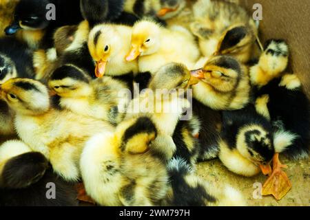 Small ducklings, geese, chickens crowd gathered in cages. Young ducks, geese and chickens at the poultry farm are sold in the store. Industrial poultr Stock Photo