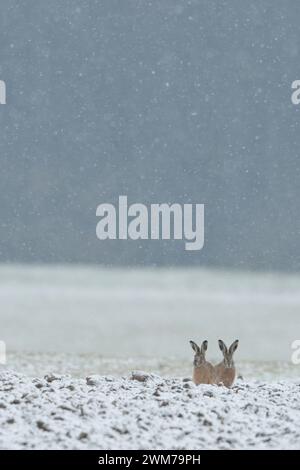 Funny two Brown Hares / European Hares ( Lepus europaeus ) sitting in the edge on a field while snow falls, waiting for better weather, wildlife, Euro Stock Photo