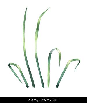 Hand drawn watercolor grass. Hand drawn blades of grass isolated on white for design of fabrics, cards, prints, invitations, holiday products Stock Photo