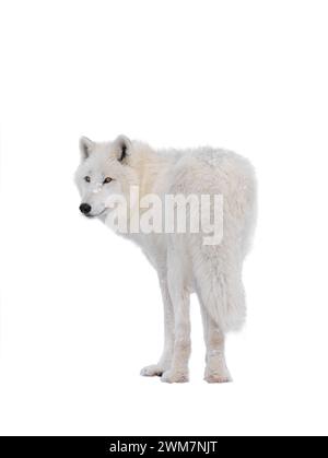 Polar white wolf in the snow isolated on white background. Stock Photo