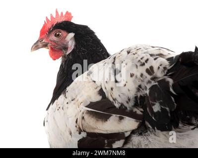 lakenfeld chicken sits isolated on white background Stock Photo