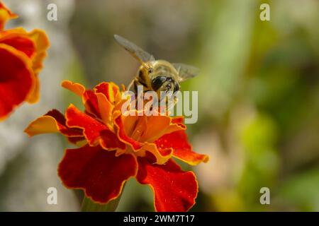 The bee sits in the summer in the meadow on orange flowers, closeup Stock Photo