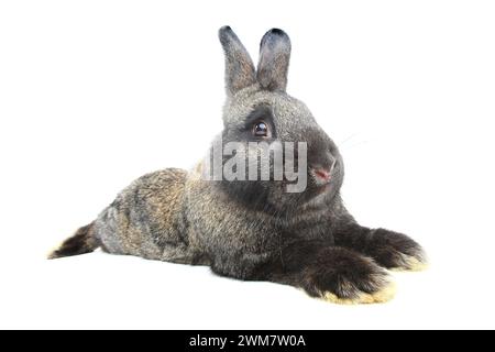 rabbit lies isolated on white background Stock Photo