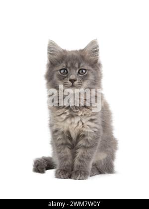 gray kitten isolated on white background Stock Photo