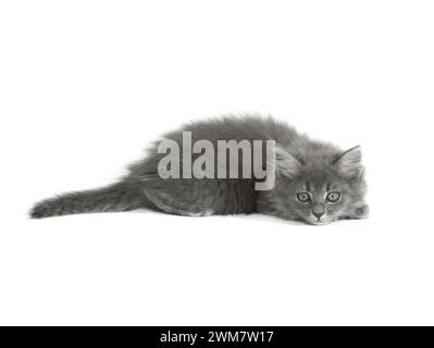 gray kitten isolated on white background Stock Photo