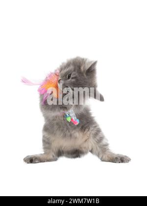 gray kitten is played with a toy for little kittens isolated on white background Stock Photo