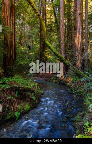 Towering stands of Redwood trees near Redwood Creek in the dark and ...