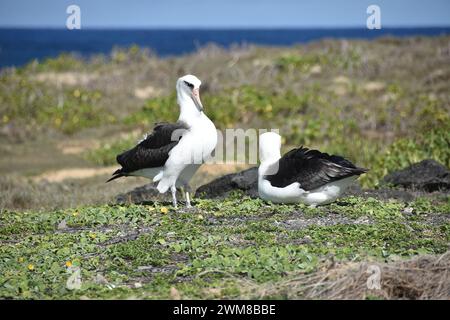 A pair of Laysan albatrosses Stock Photo