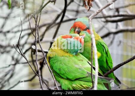 The musk lorikeet is mainly green and it is identified by its red forehead, blue crown and a distinctive yellow band on its wing. Stock Photo