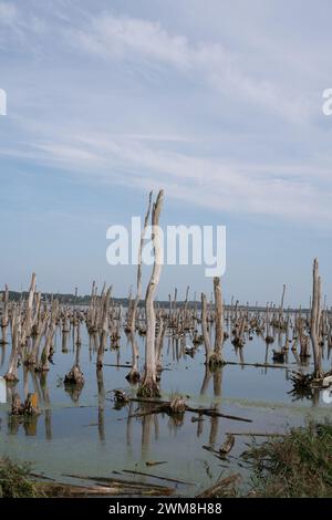 Dead trees in the water Stock Photo