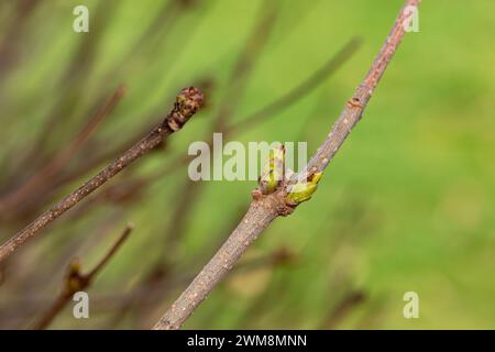 Lilac bush with buds growing in spring. Plant health, gardening, and spring weather concept. Stock Photo