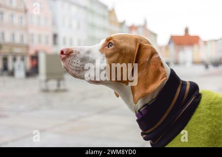 A braque saint germain dog wearing a coat in a city in winter outdoors Stock Photo