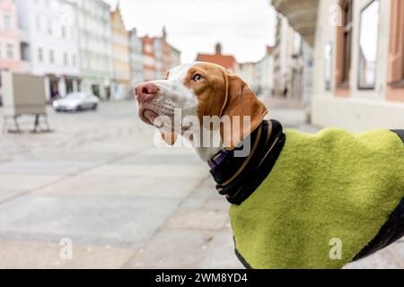 A braque saint germain dog wearing a coat in a city in winter outdoors Stock Photo