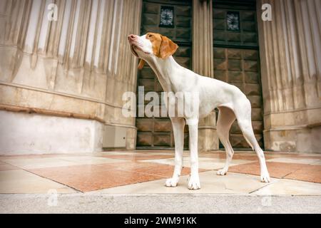 A braque Saint Germain hound at the entrance of a church in a city Stock Photo