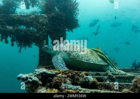 Green Sea Turtles, Chelonia mydas, with 2 remora, Remora remora, on shell rests on the top of a shipwreck artificial reef Stock Photo