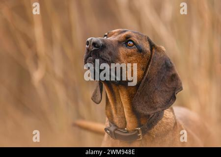 Head portrait of a bavarian mountain dog, bayerischer Gebirgsschweißhund, BGS Stock Photo