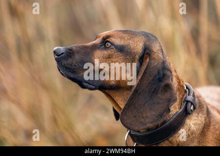 Head portrait of a bavarian mountain dog, bayerischer Gebirgsschweißhund, BGS Stock Photo